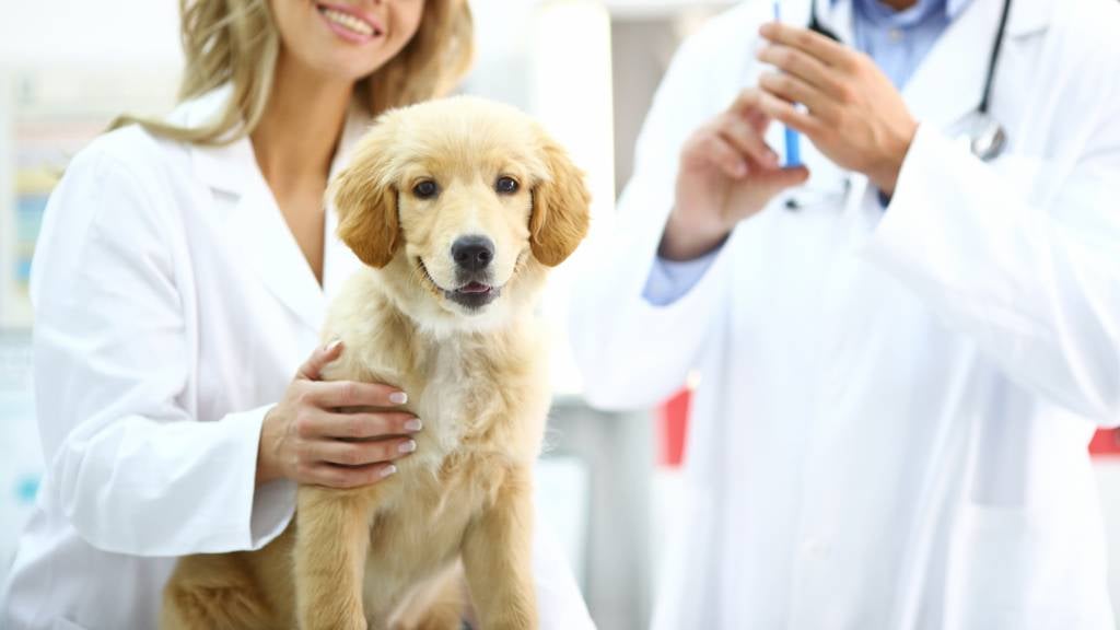 Non-Core Vaccinations for Pets in Danielson, CT