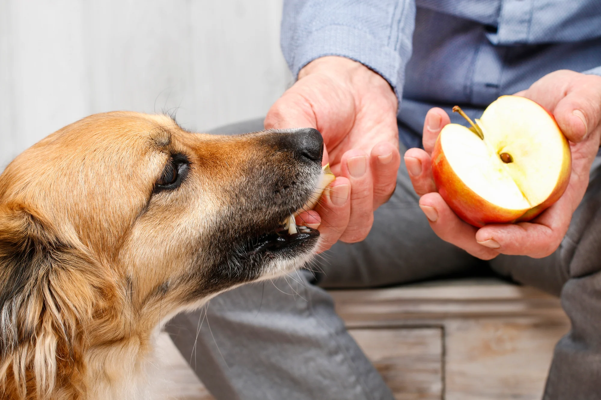 Nutritional Benefits of Green Apples for Dogs