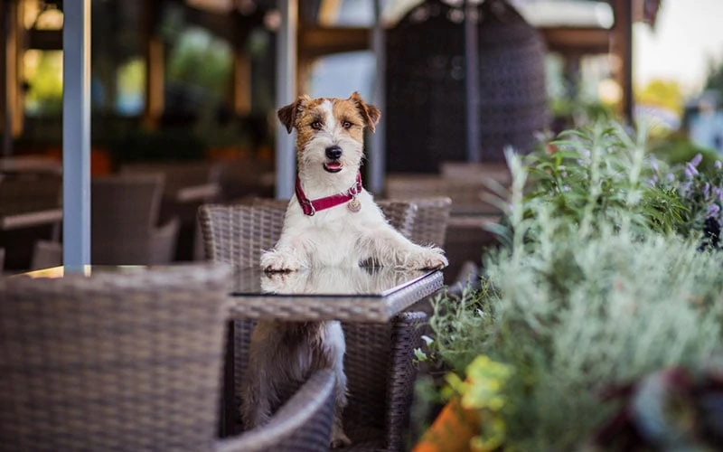 Pet-Friendly Establishments