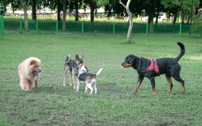 Pet-Friendly Parks and Outdoor Spaces