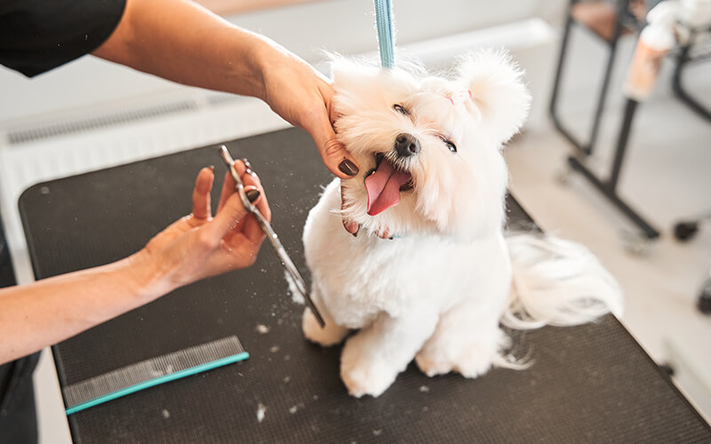 Pet Grooming and Training