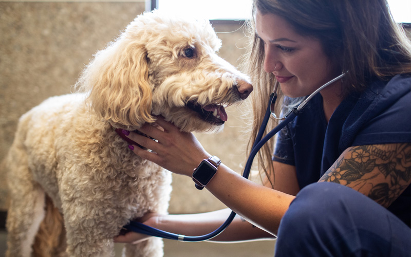 Pet Health and Wellness