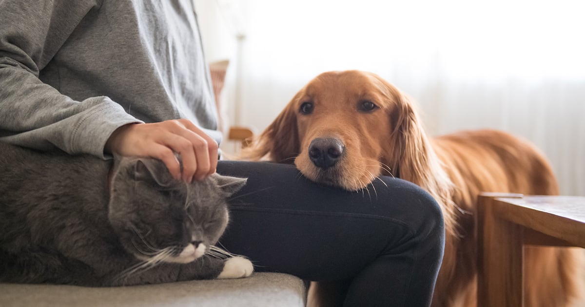 Pets as Stress Relievers