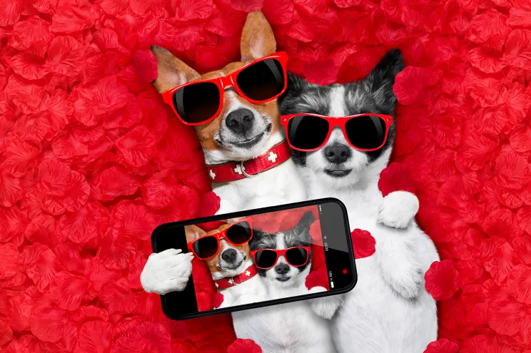 Popular Tinder for Pet Owners Apps