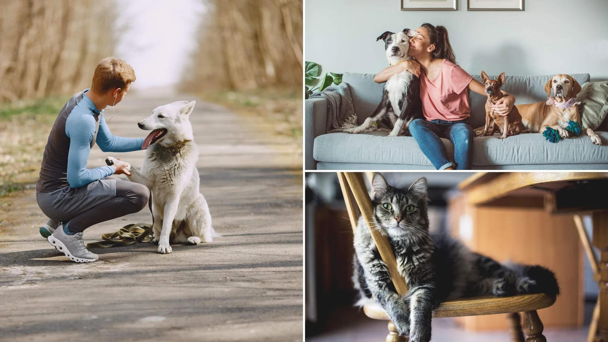 Practical Tips for Single Pet Owners