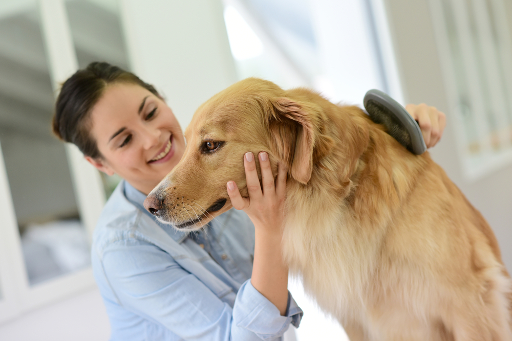 Preventing Dandruff in Dogs