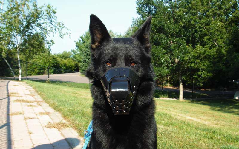 Protecting Both Ends of the Leash: The Importance of Masks for Pet Owners