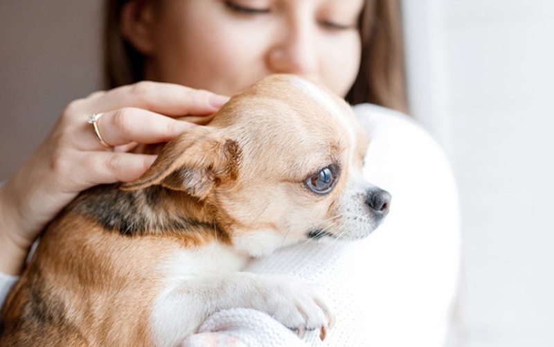 Renting to Pet Owners with Chihuahuas: Tips for a Smooth and Pet-Friendly Experience