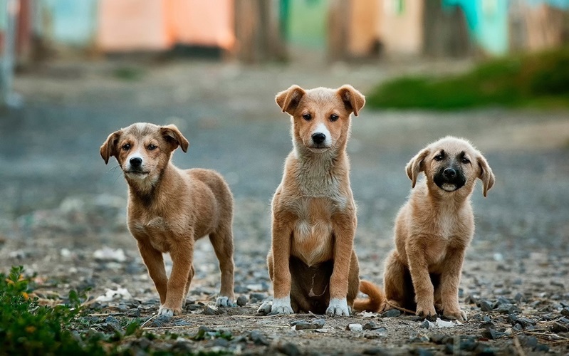 RespUnveiling the Numbers: What Percentage of Seattle Residents Own Pets