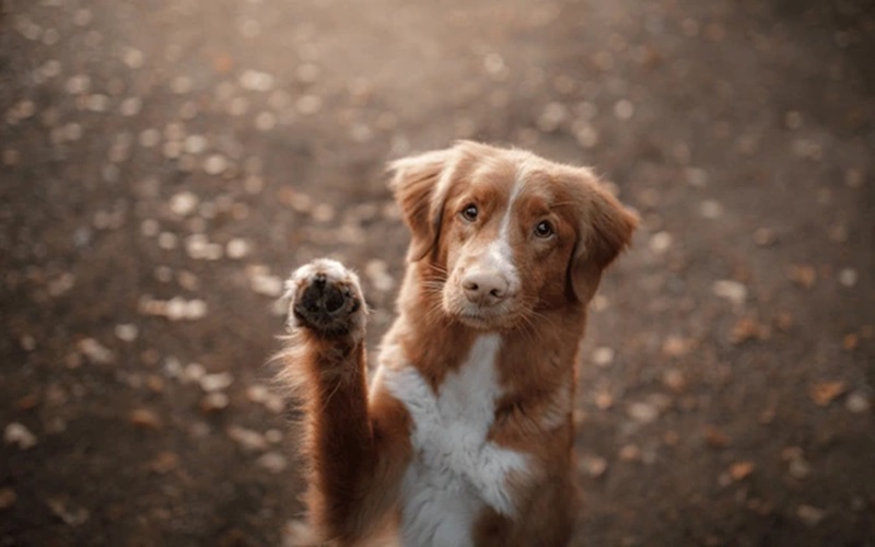 Say Goodbye to Flakes: Top Dandruff Shampoos for Your Dog