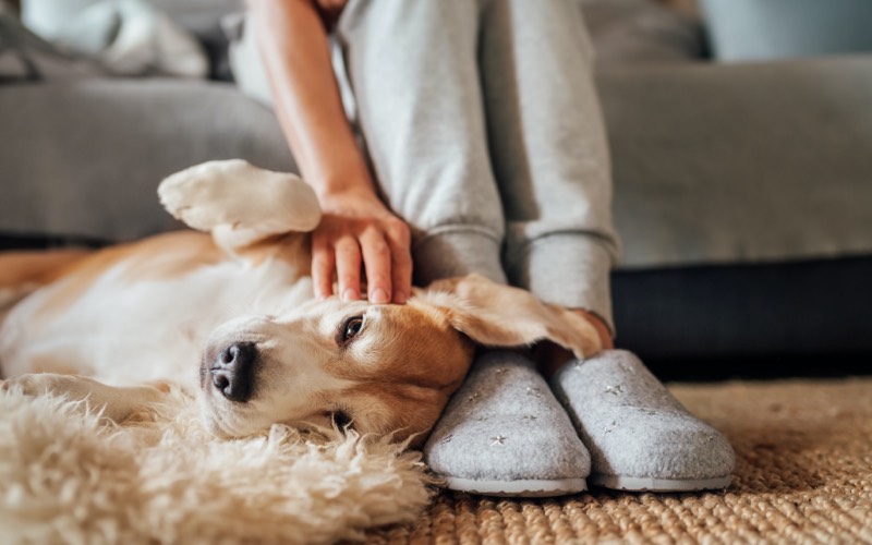 Say Goodbye to Fleas: The Ultimate Guide to Giving Your Dog a Flea Bath