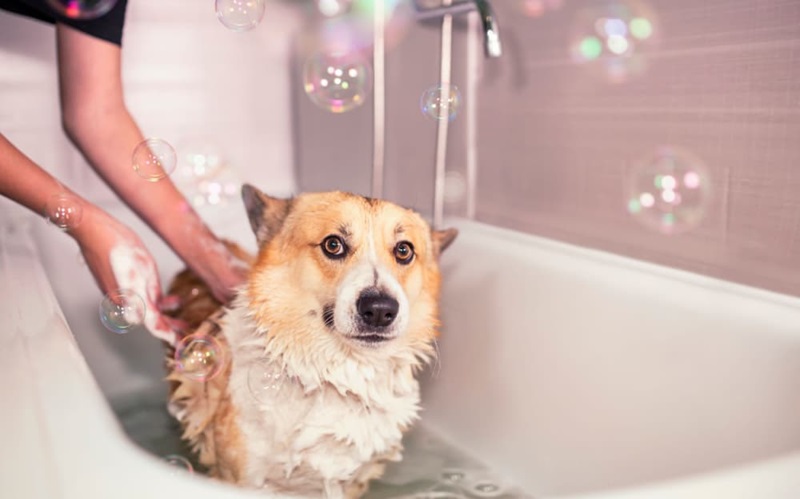 Say Goodbye to Shedding: Top Shed Shampoos for Dogs