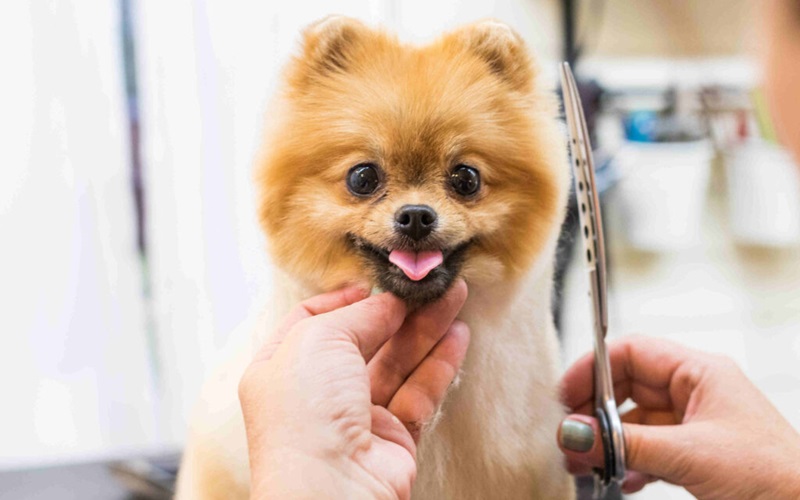 Say Goodbye to Tangles: The Ultimate Guide to Removing Mats from Your Dog’s Hair