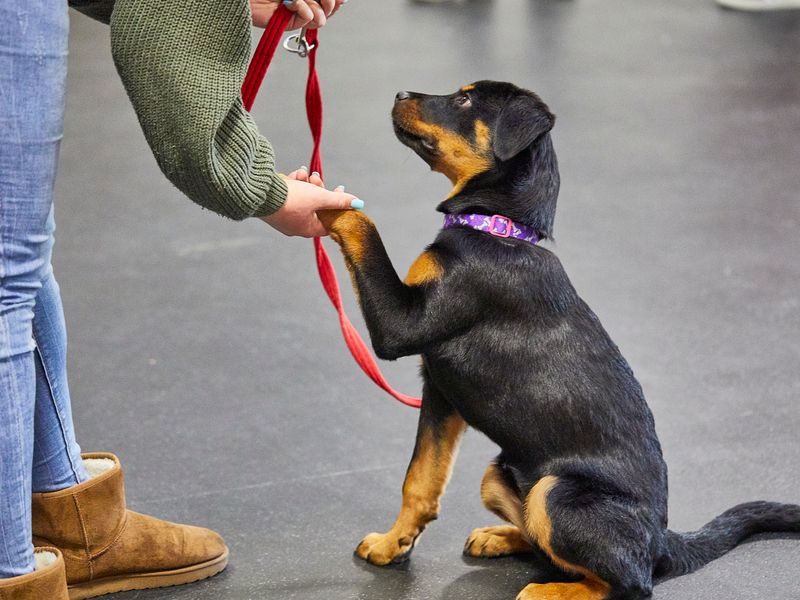 Scouting for Pet Training