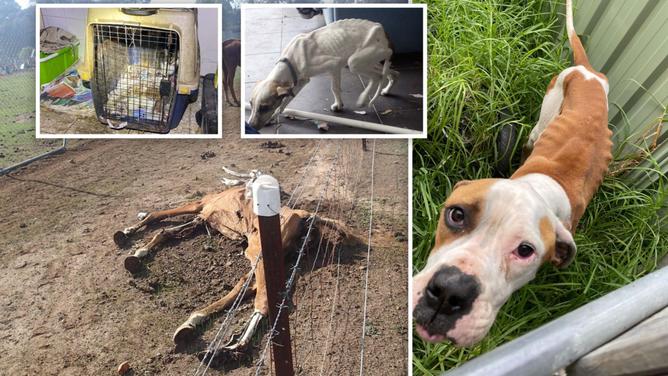 Shocking Stories of Neglect: The Worst Pet Owners Revealed