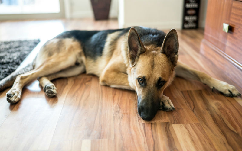 Should Landlords Rent to Pet Owners with Hardwood Floors