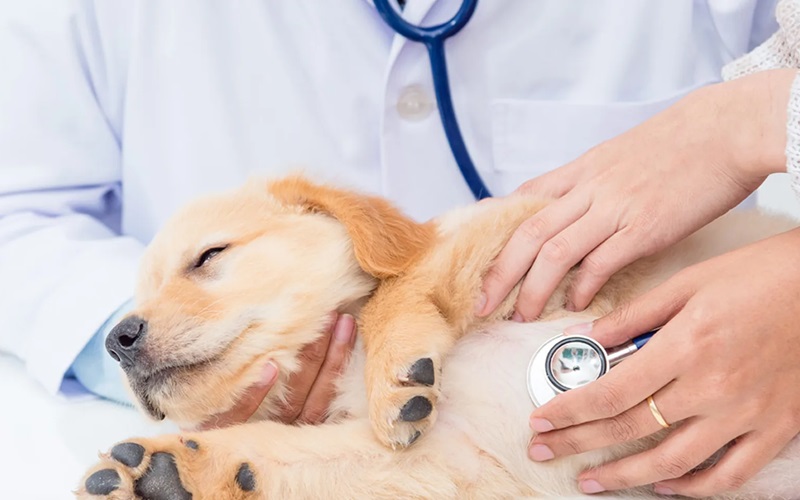 Should Pet Owners Invest in a Stethoscope to Monitor Their Dog’s Heart Health