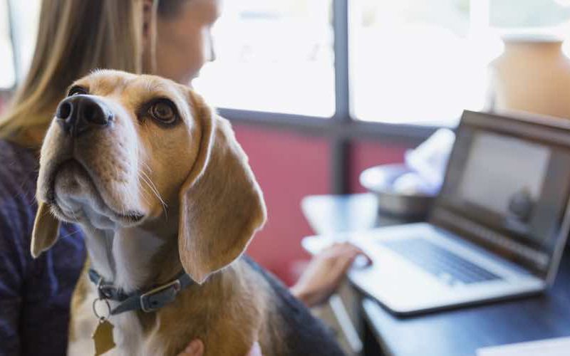 Social Media Analytics for Pet Owners: Unlocking Insights for Better Engagement