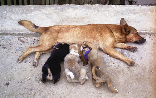 Stages of the Female Canine Heat Cycle