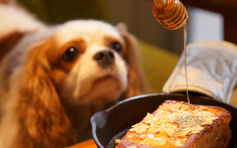 Sweet Relief: Exploring the Benefits of Honey for Dogs