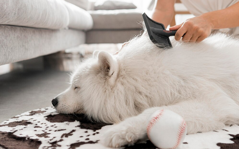 Tangle-Free Tails: Expert Tips to Remove Mats from Your Dog's Hair