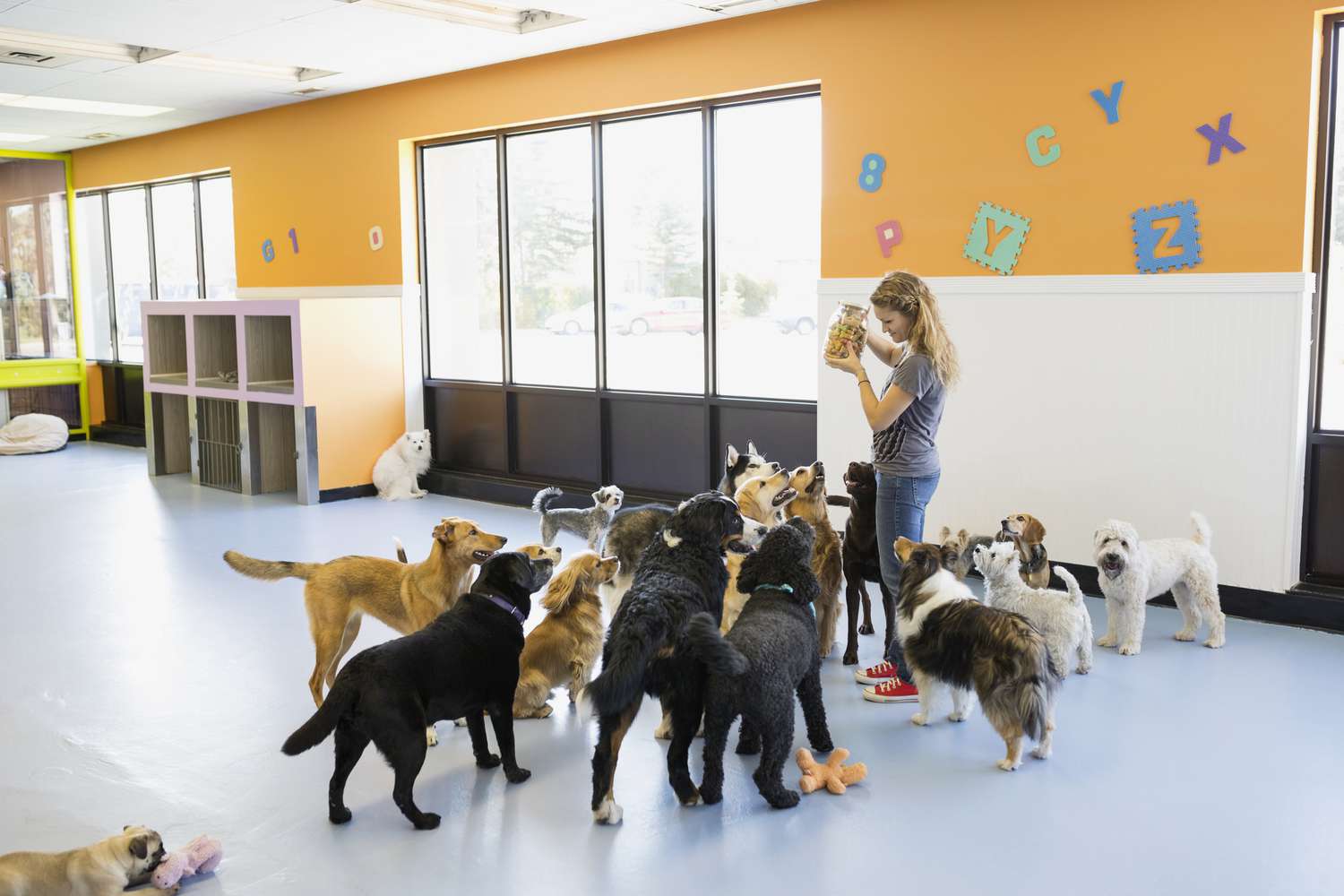 Temporary Sheltering: Pet Boarding and Daycare