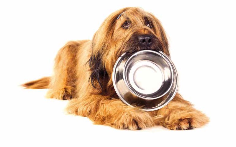 The Benefits of Healthy Pet Food: Why Owners Are Making the Switch