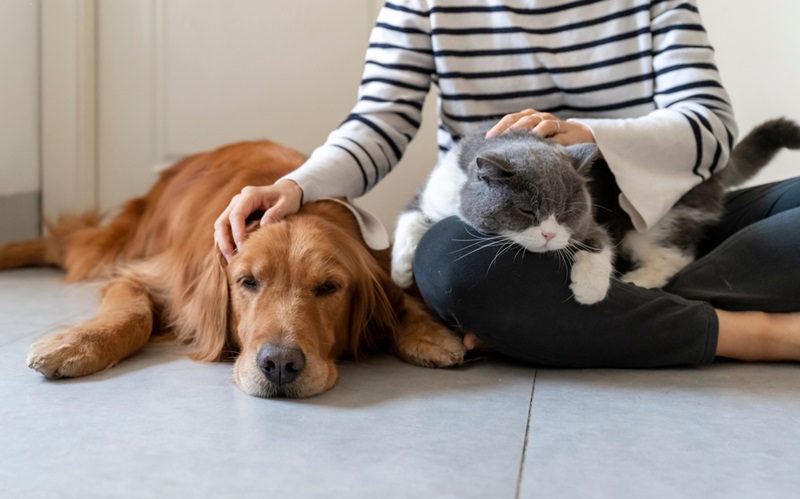 The Best Rewards for Pet Owners: Show Your Appreciation for Their Dedication