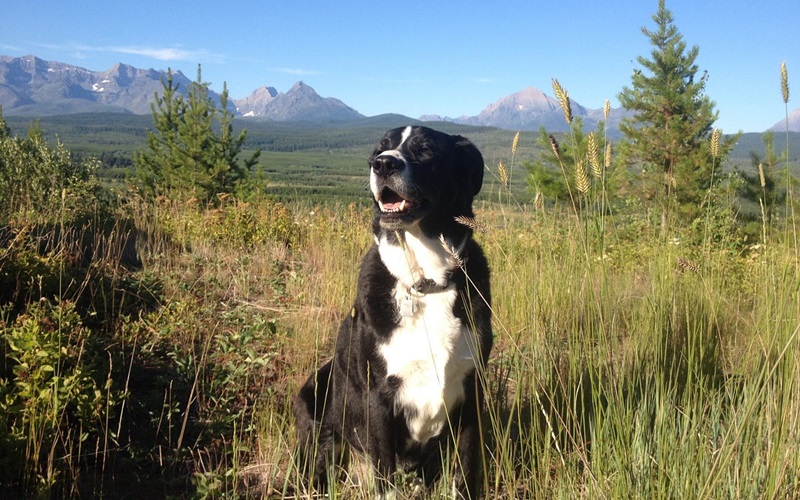 The Heart of Portland's Pet Community: Meet the Owners Behind Your Favorite Pet Supply Stores