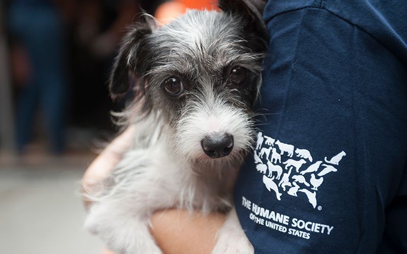 The Humane Society of the United States