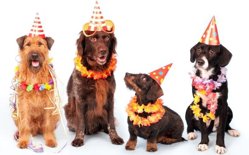 The Importance of Celebrating Pet Owners Day