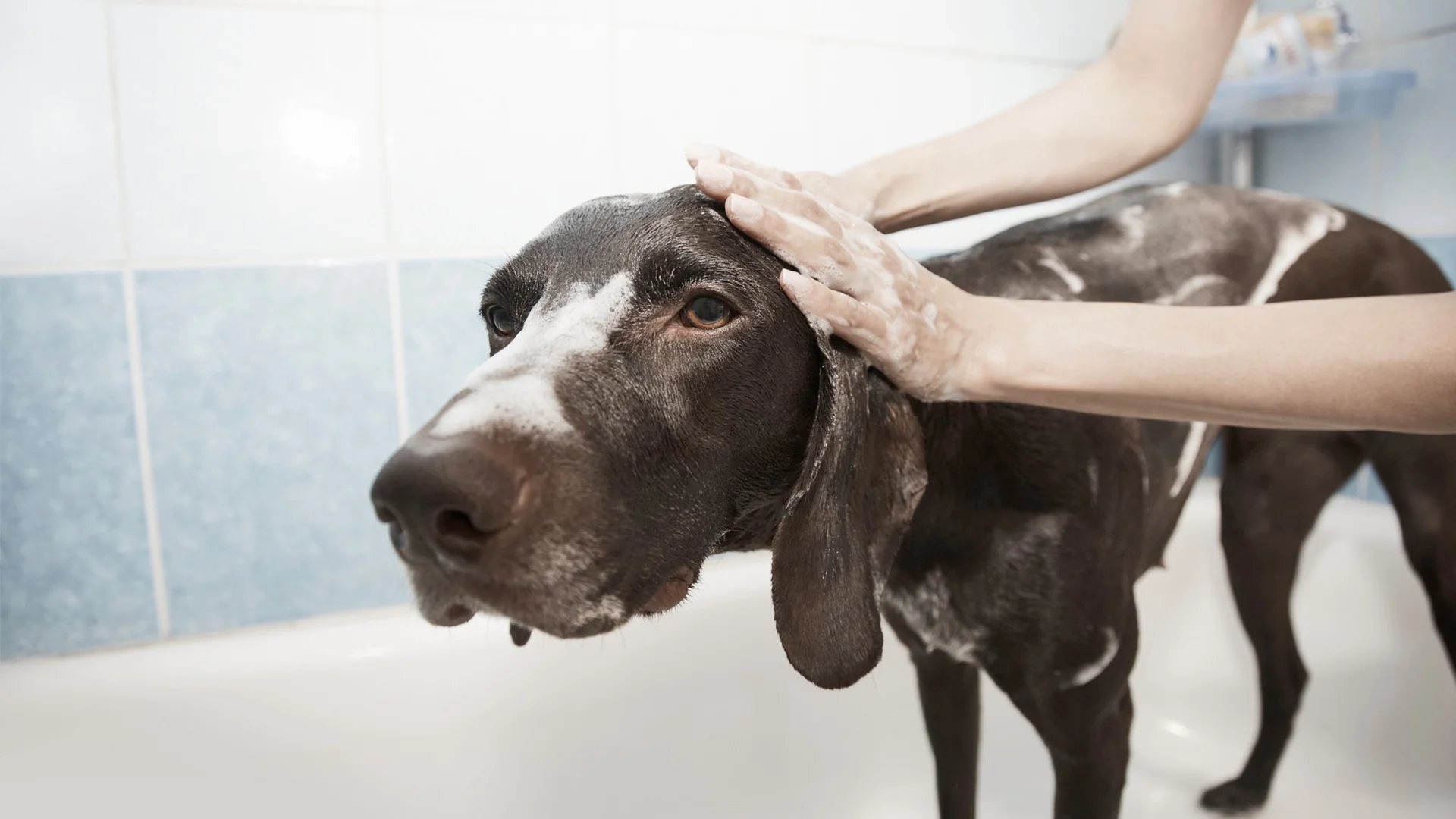 The Importance of Using Dog Shampoo for Shedding