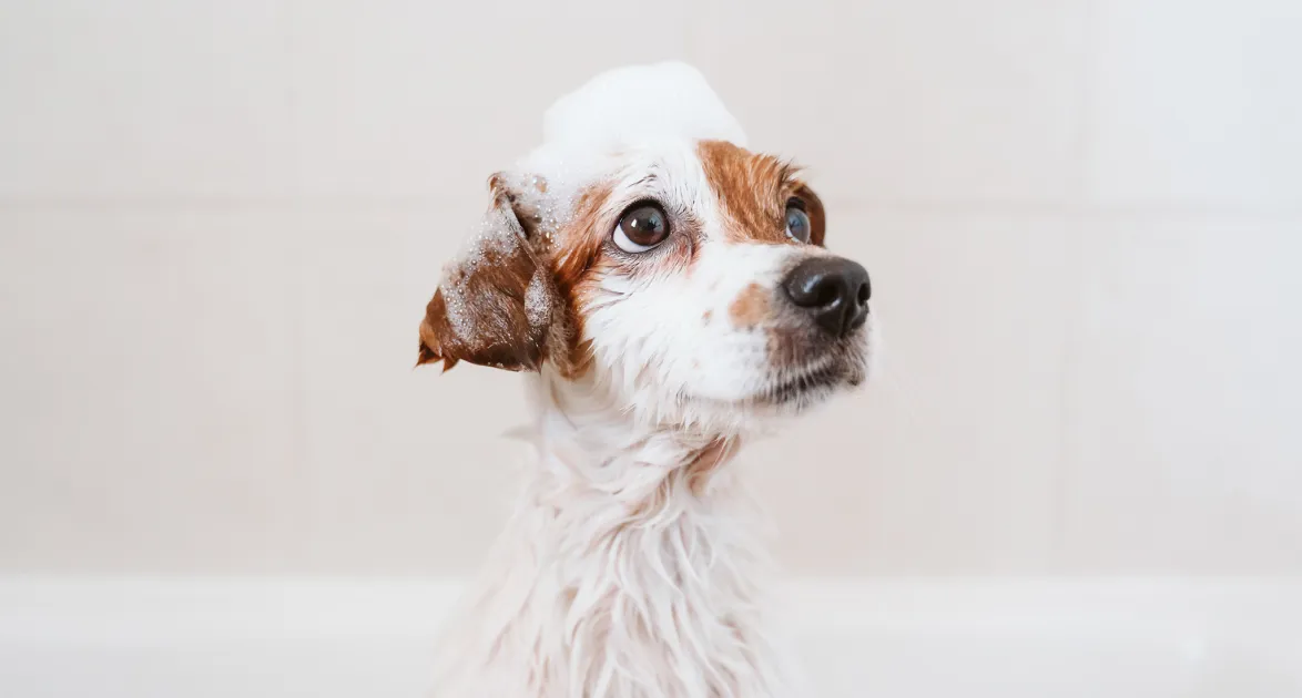 The Importance of Using the Right Shedding Shampoo