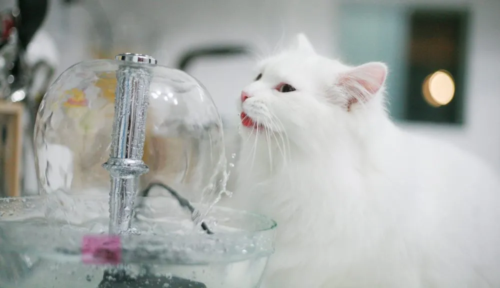 The Importance of Water for Cats