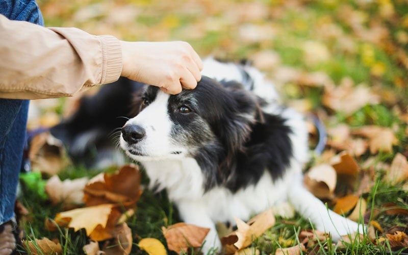 The Rise of Pet Ownership in Canada: Trends and Insights