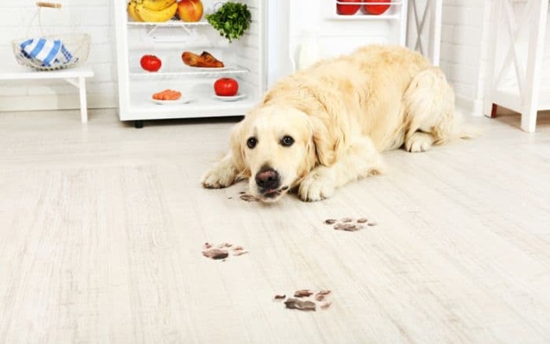 The Ultimate Guide to Pet-Friendly Floor Cleaners