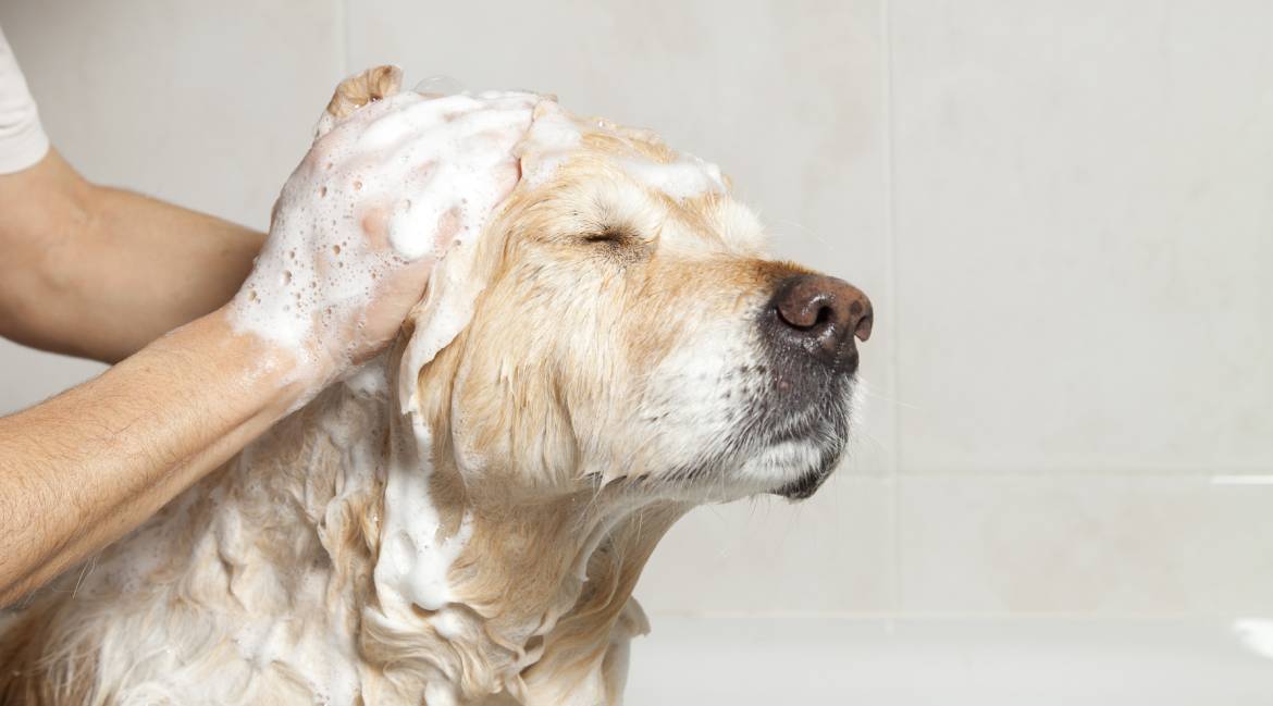 Tips for Choosing the Right Dog Shampoo