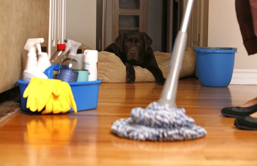 Tips for Cleaning Pet-Friendly Homes