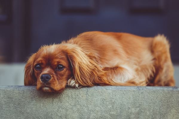 Tips for Controlling Dog Shedding