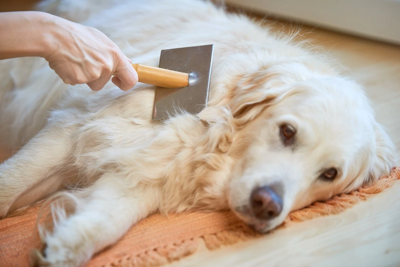 Tips for Preventing Dandruff in Dogs