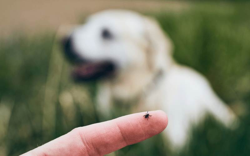 Tips for Preventing Tick Infestations