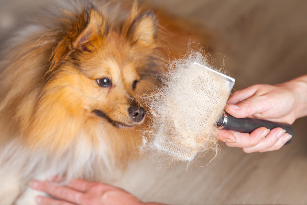 Tips for Reducing Shedding