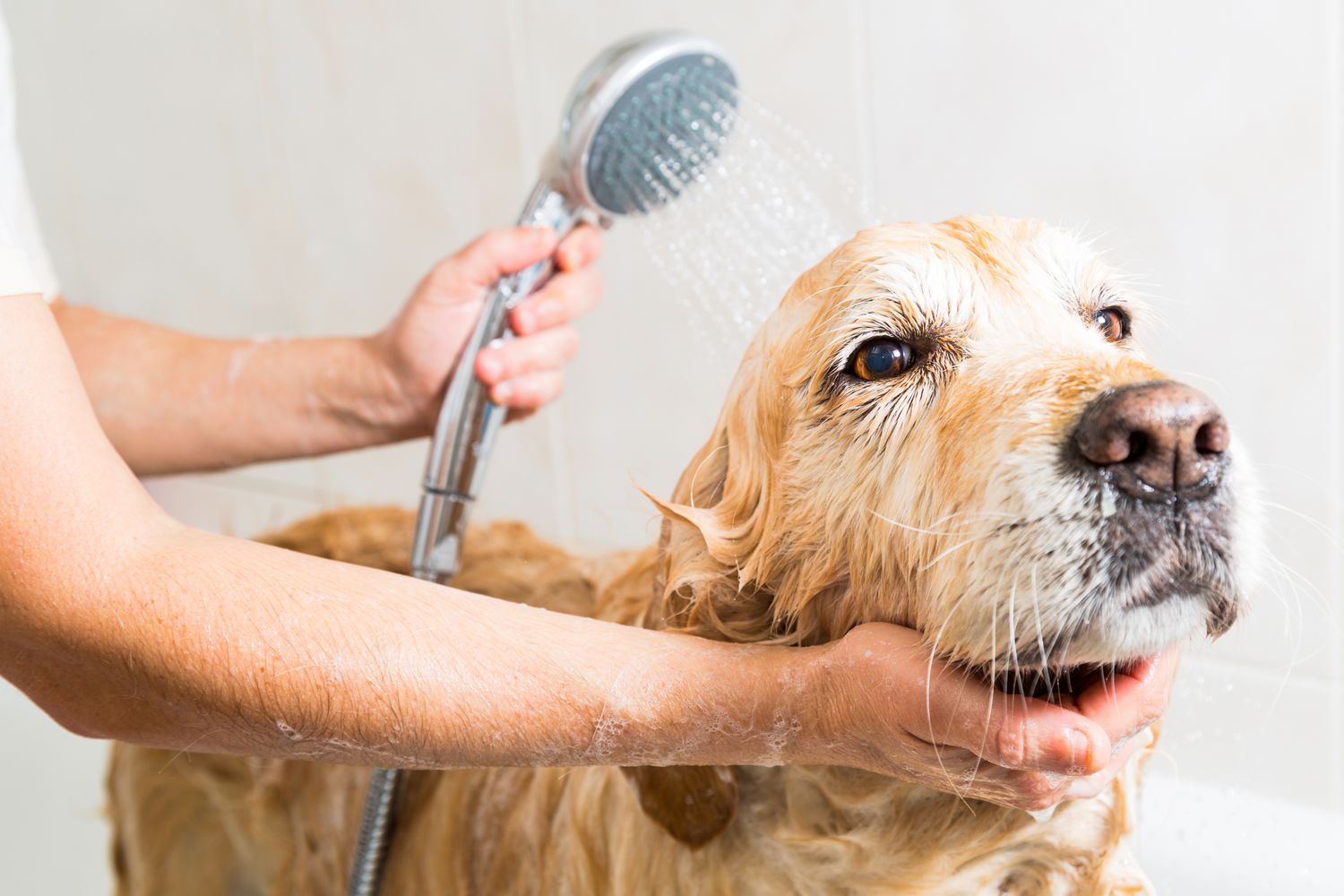 Tips for Using Dog Shampoo