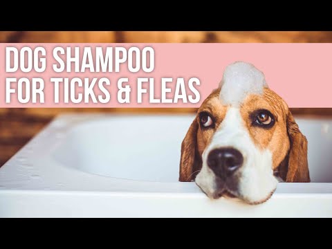 Tips for Using Tick Shampoo