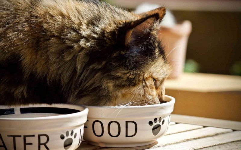 Tips for a Healthy Cat Diet