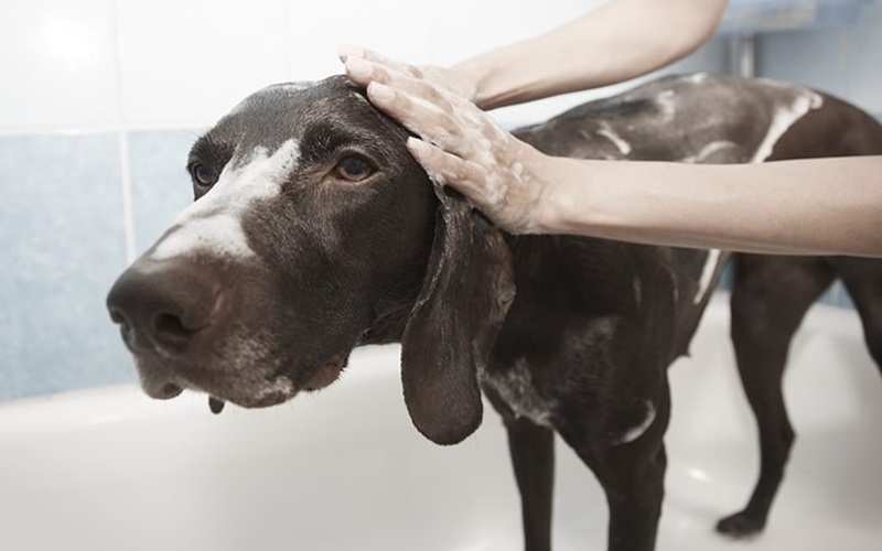 Top 10 Best Dog Shampoos for Itchy Skin: Soothing Relief for Your Furry Friend