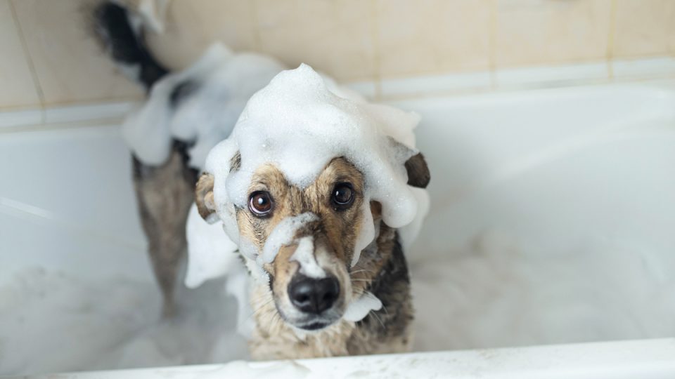 Top 10 Best Dog Shampoos for Itchy Skin