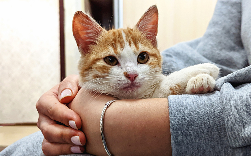 Top 10 Cat Safe Floor Cleaners: Keeping Your Home Fresh and Feline-Friendly