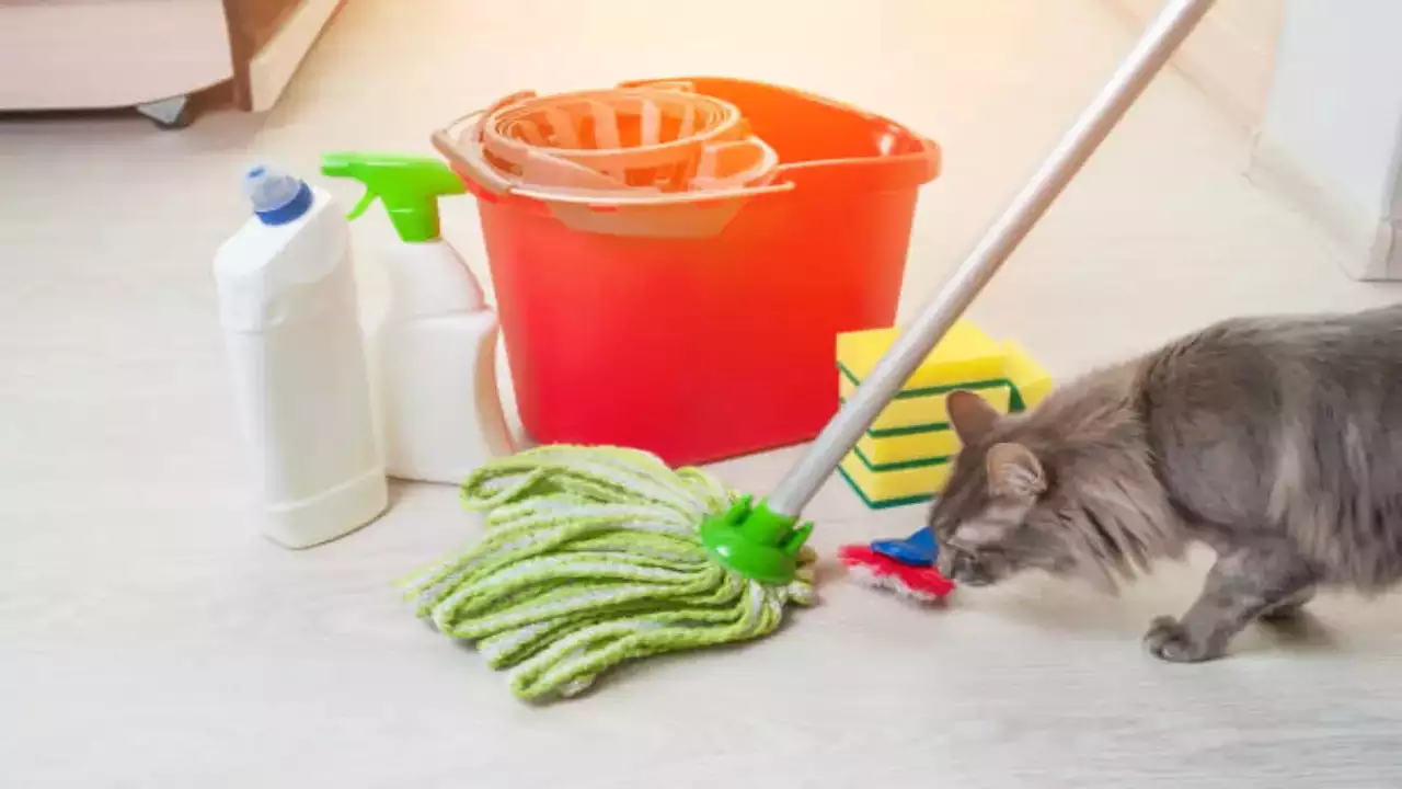 Top 10 Cat Safe Floor Cleaners