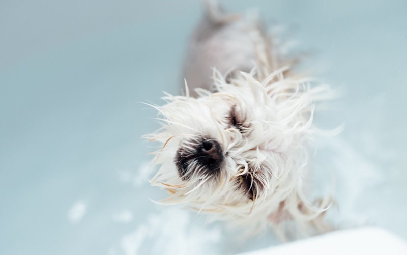 Top 10 Dog Dandruff Shampoos for a Flake-Free Furry Friend